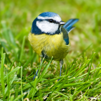 Mésange bleue (Cyanistes caeruleus)